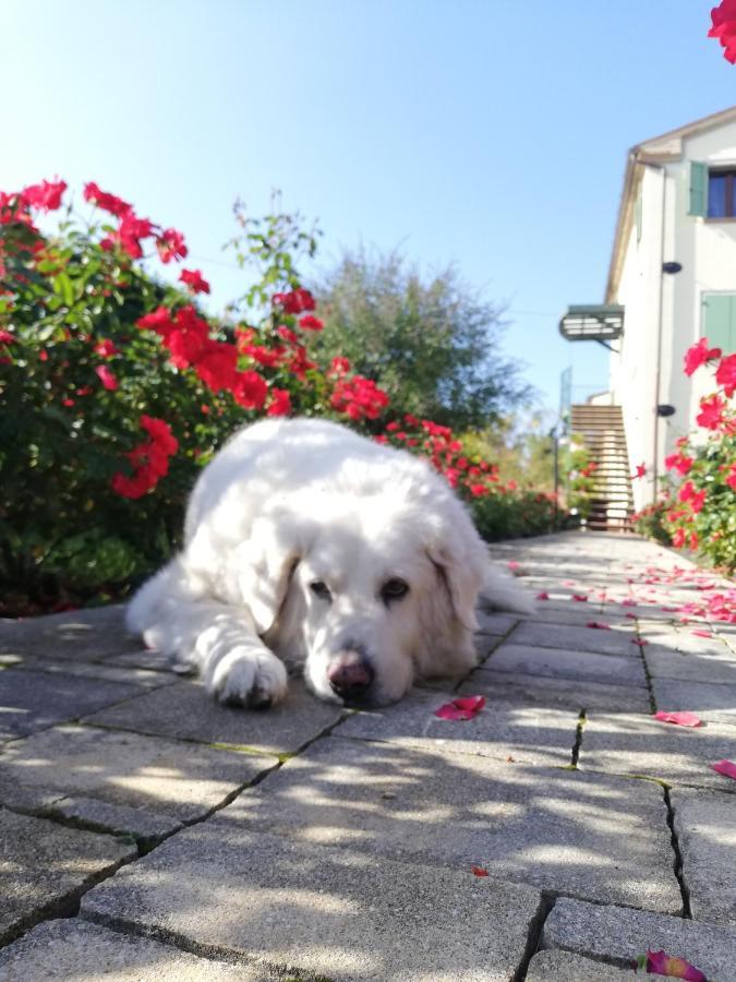 Casa Vacanze Angelica Ostra Vetere Bagian luar foto